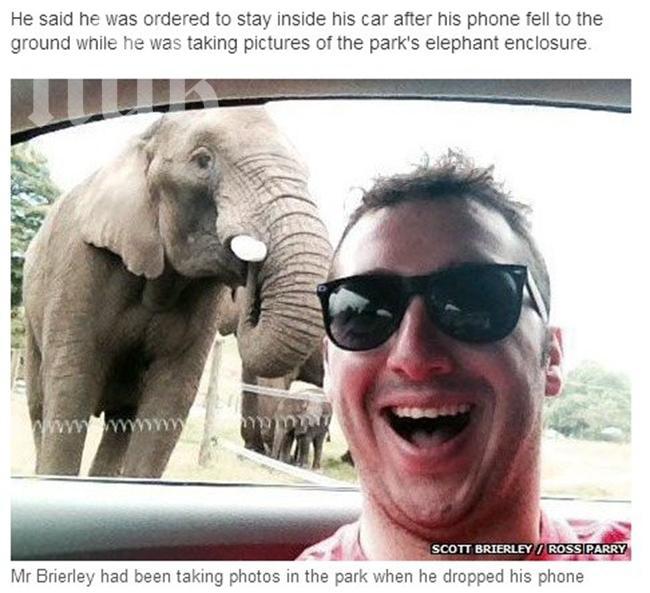 Първото селфи в света, направено от слон, е факт! (снимка)