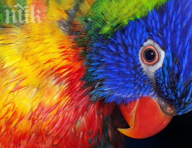 Година затвор за изнасяне на животно от Бразилия