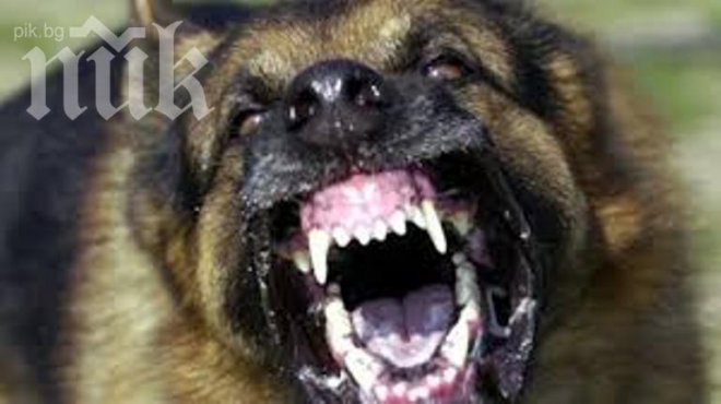 Боеве с кучета разплели убийството на митничар