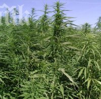 203 кг марихуана задържа гръцката полиция край Игуменица