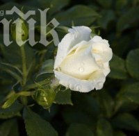 Японци създават виагра от масло от бели рози