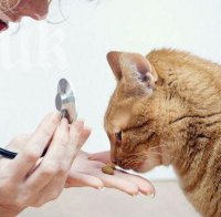 Ветеринарите излизат на протест