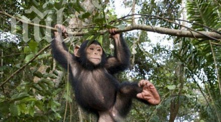 еволюцията мозъка зависела мускулите