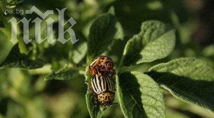 жена гони колорадски бръмбар канабис търновско