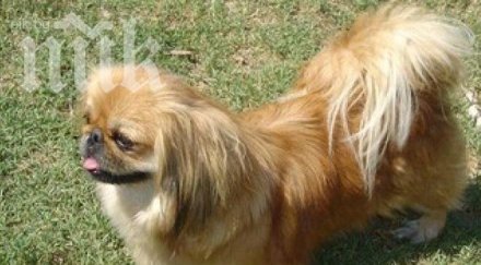 възрастен мъж бяла слатина застреля пекинез