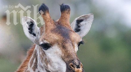 загадката жирафа подлуди фейсбук успеете решите