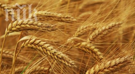 340 струва тон пшеница 650 рапицата