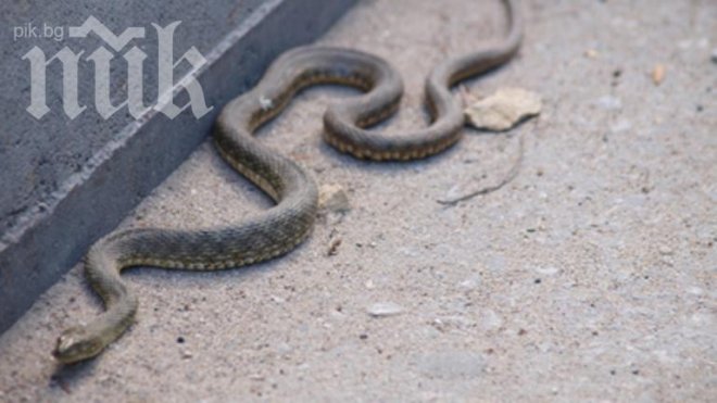 Змии всяват ужас в Морската градина във Варна (снимки)