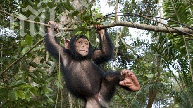 Еволюцията на мозъка зависела от мускулите