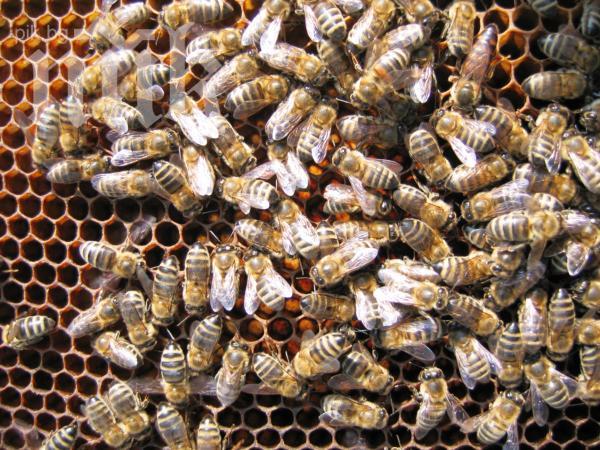 Пчеларите подписват договори за субсидии