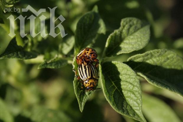 Жена гони колорадски бръмбар с канабис в Търновско