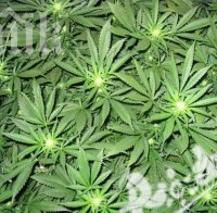 Внимание, мъже! Марихуаната води до стерилитет
