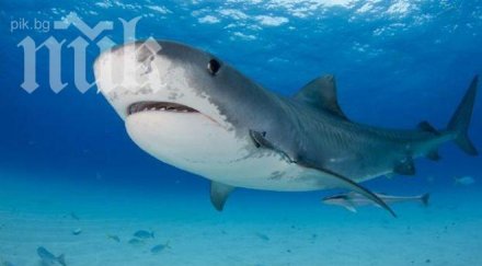 технологии сме откраднали животните