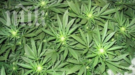 внимание мъже марихуаната води стерилитет