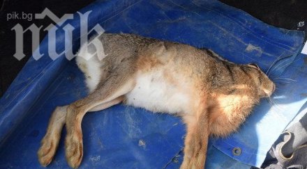 мор зайците застрашава хората