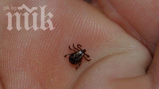 Петима болни от лаймска болест в Добричко