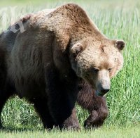 Русенските мечки имат нов дом