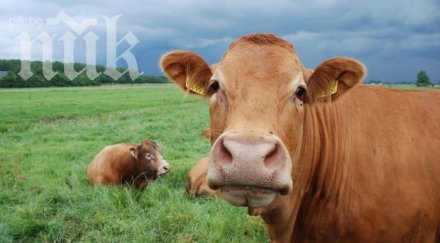 отказват ваксинират болните туберкулоза крави