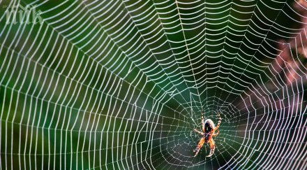 паяжините китарите природата