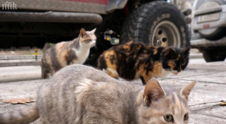 котешко дефиле софия