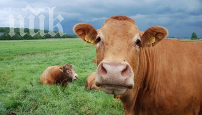 Отказват да ваксинират болните от туберкулоза крави