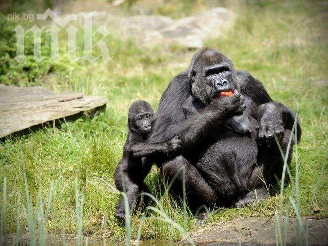 Ветеринар упоил работник в зоопарк вместо горила