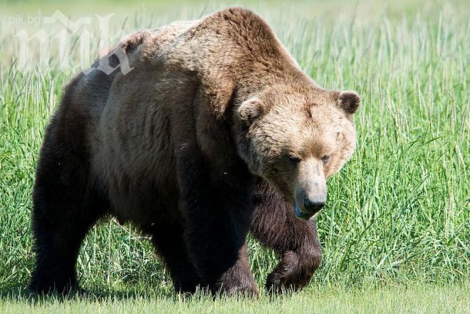 Русенските мечки имат нов дом