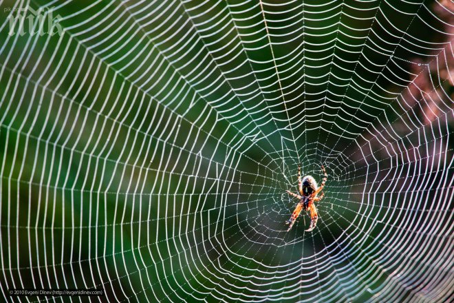 Паяжините са китарите на природата