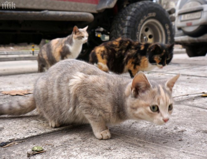 Котешко дефиле в София