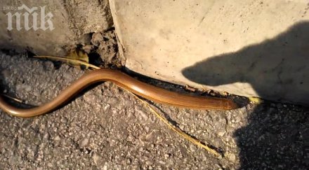 змия бебе ухапа дете перник