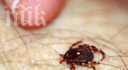 кърлеж уби жена скри гърдата предизвика марсилска треска