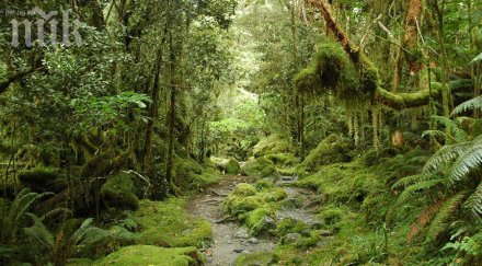 отмъщение роми изсичат парк стара загора бутали къщите
