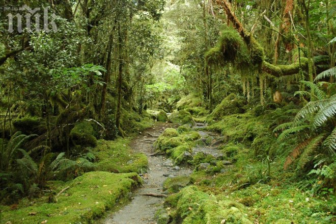 Отмъщение! Роми изсичат парк в Стара Загора, бутали им къщите