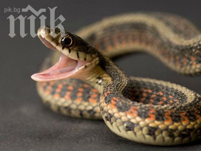 Змия изскочи от двигател на автомобил в Смолян, шофьорът в шок