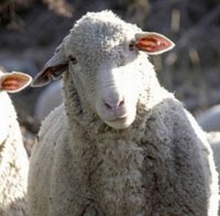 9 млн. овце по-малко в България