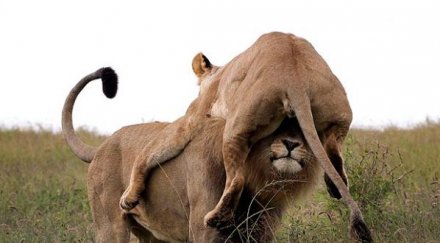 лъв нахлупи лъвица вместо шапка снимки