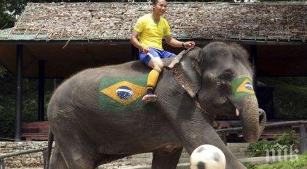 слонове играят футбол студенти видео