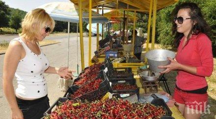 фермерите ловешко залагат черешите