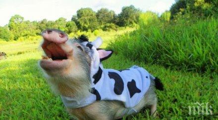 прасенце музикант спечели сърцата целия свят видео