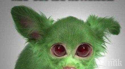 испания родиха зелени кучета