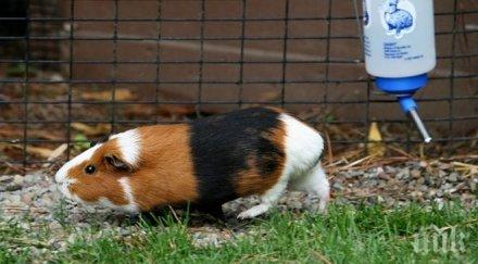 морско свинче предсказва резултатите швейцария