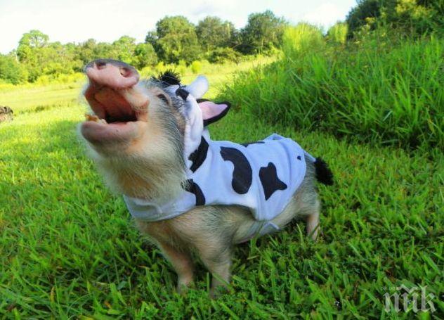 Прасенце-музикант спечели сърцата на целия свят (видео)