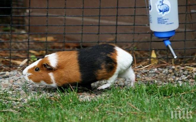 Морско свинче ще предсказва резултатите на Швейцария