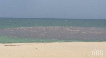 мистериозен тъмен кръг расте морето варна местните шок снимки