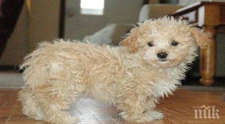 кученце оцеля полет етаж