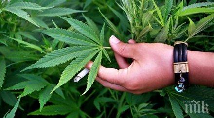 килограми марихуана откриха дома варненец