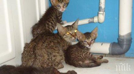 опасен грип плъзна котките