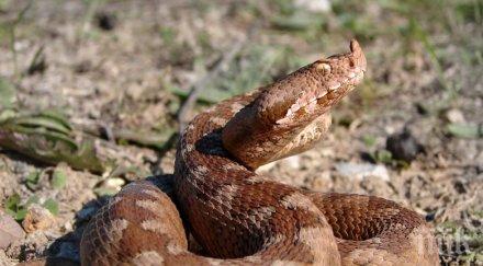 паника влечуги тормозят жителите смолянско