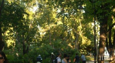 пикник свободата правят борисовата градина