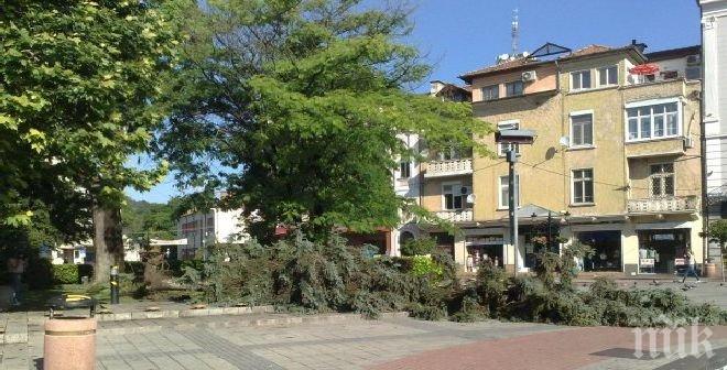 Мощната буря отнесе дървета и събори електрически стълбове  в Пловдив 